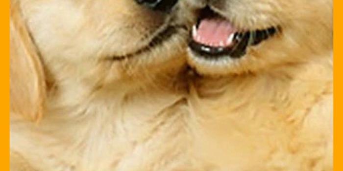 1144x1984 74+ Cute Dog Wallpapers on WallpaperPlay