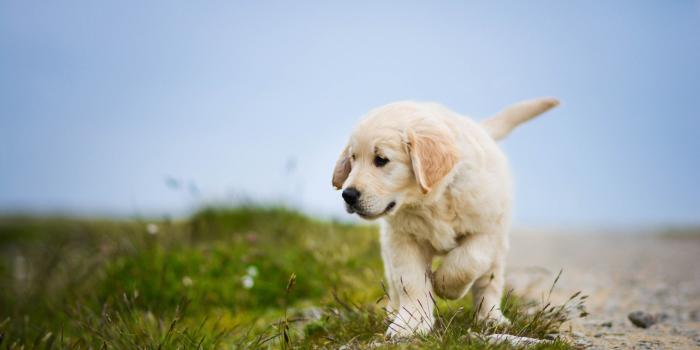 2560x1440 Dog Wallpaper on newwallpaperdownload.com