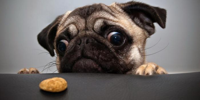 1920x1200 Cool Dogs Wallpapers (60+ images)