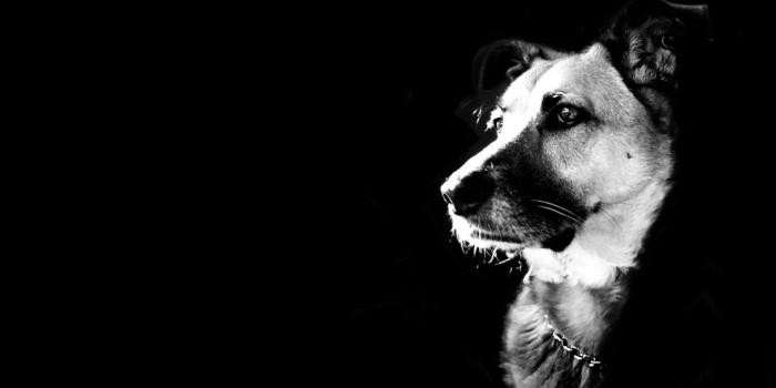 1920x1200 I wonder?? | Our Fury Friends | Dog portraits, Dog breed info, Black