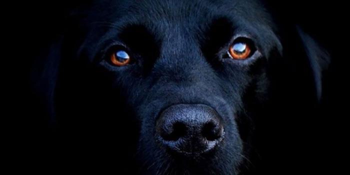 750x1334 50 HD Dog iPhone Wallpapers