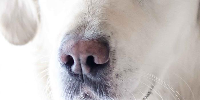 1440x2560 Golden Retriever Wallpaper - iPhone, Android & Desktop Backgrounds