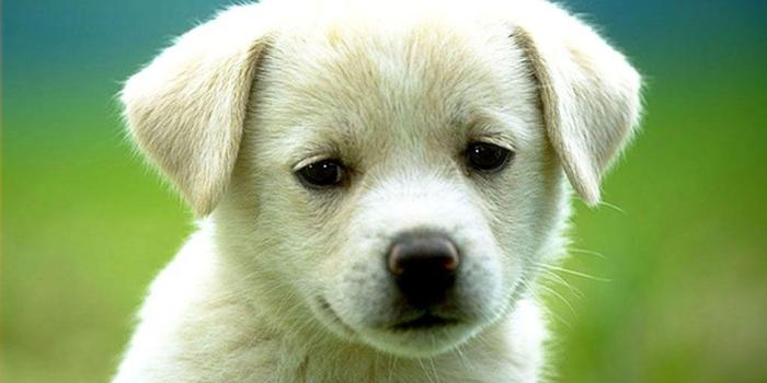 1024x768 New Dogs Wallpapers | Download High Quality HD Images