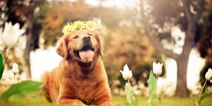 2560x1600 Springtime Dog Wallpapers - Top Free Springtime Dog Backgrounds