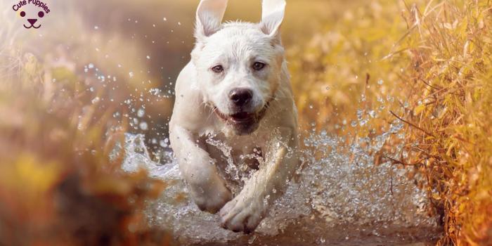 1920x1080 High Quality Dog Wallpaper For Dog Lovers – Cute Puppies Now