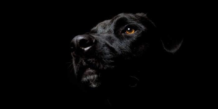2560x1600 Black Dog Wallpapers