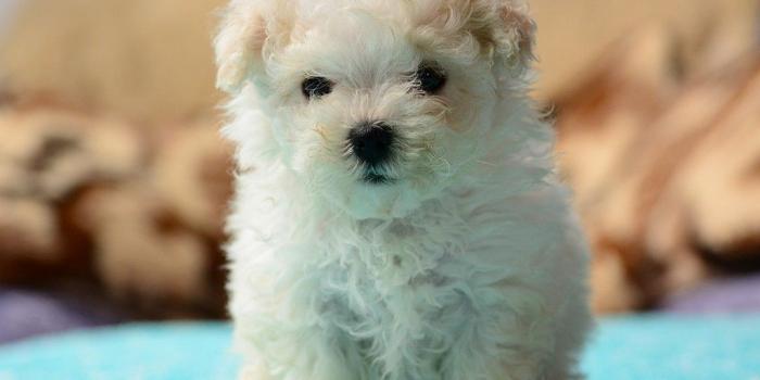 1024x768 Bolognese Dog Wallpapers High Quality | Download Free