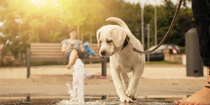 1920x1080 High Quality Dog Wallpaper For Dog Lovers – Cute Puppies Now