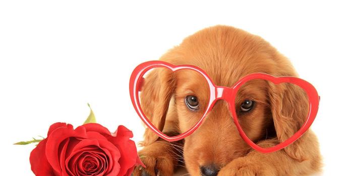 1280x853 50+ Valentine Day Dog Wallpapers - Download at WallpaperBro
