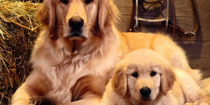 1024x768 Beautiful【Dogs】Photos and Wallpapers free download