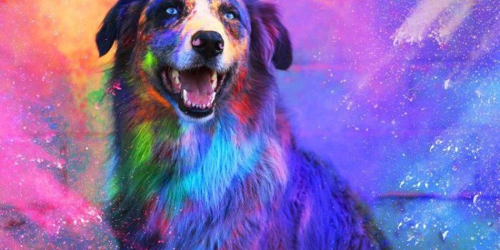 750x1334 Wallpaper iPhone ⚪️ | RAINBOWSSSSSSS | Dog wallpaper, Dog