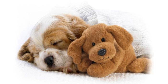 1920x1080 Dog Wallpapers