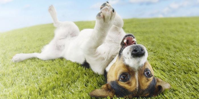 1600x900 hd-dog-wallpaper-with-a-dog-on-his-back-on-the-grass-hd-dogs