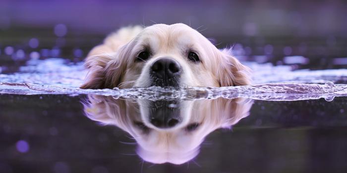 1920x1080 1920x1080 Dog Swimming Laptop Full HD 1080P HD 4k Wallpapers, Images