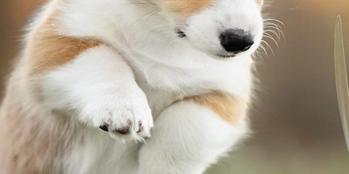 950x1689 Download Corgi Puppy Pet Dog Free Pure 4K Ultra HD Mobile Wallpaper