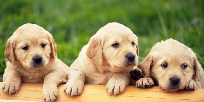 1600x1200 Dogs Wallpaper, Dog Wallpaper - Group Of Cute Puppies (#132707) - HD