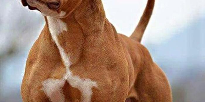 720x1280 Pitbull Dog Wallpaper for Android - APK Download