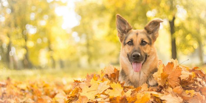 1920x1200 Dog Wallpaper 20 - 1920 X 1200