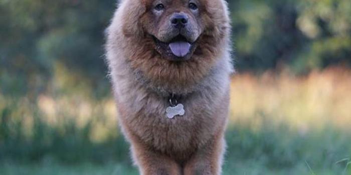 1280x1024 High Quality Dog Wallpaper For Dog Lovers – Cute Puppies Now