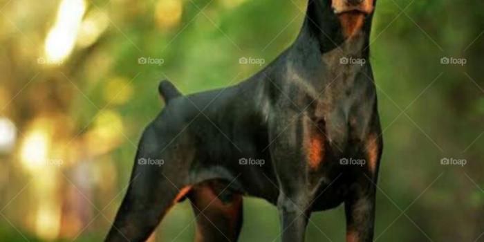 960x1237 Foap.com: DOBERMAN DOG.BEST DOGS..DOG WALLPAPER stock photo by