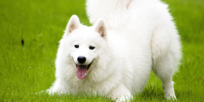 2560x1600 New Dogs Wallpapers | Download High Quality HD Images