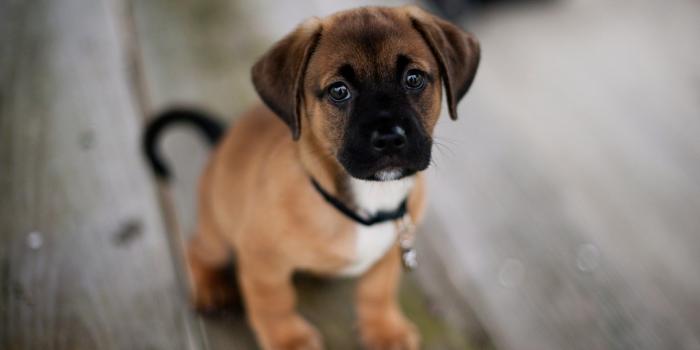 1920x1200 Lovely Dog Wallpaper - Wallpaper, High Definition, High Quality