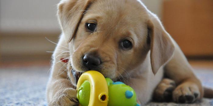 1920x1080 Labrador Dog wallpaper 1