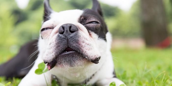 1920x1280 My Boston Terrier HD Dog Wallpapers Theme - MyStart