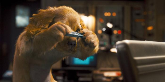 1920x1080 30 Beautiful Dog Wallpapers