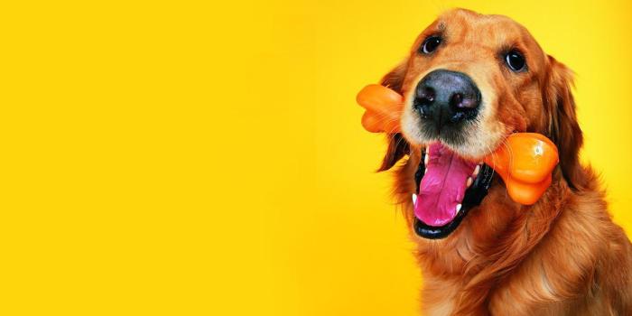 1280x800 Dog wallpaper - Dogs Wallpaper (13632654) - Fanpop
