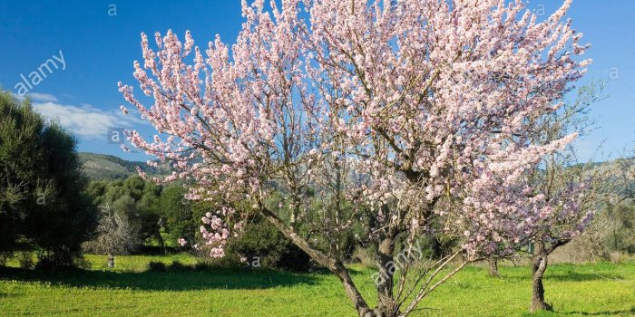 1300x1175 gorgeous sky over almond tree in cali - Sky & Nature Background