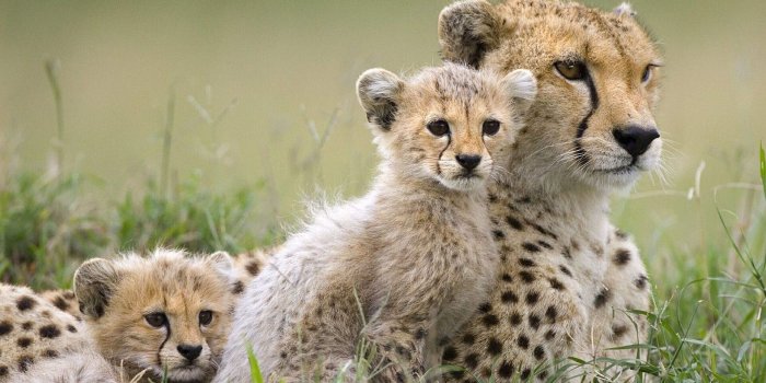 1920x1200 McKenzie Dowd on petes | Wild animal wallpaper, Animals