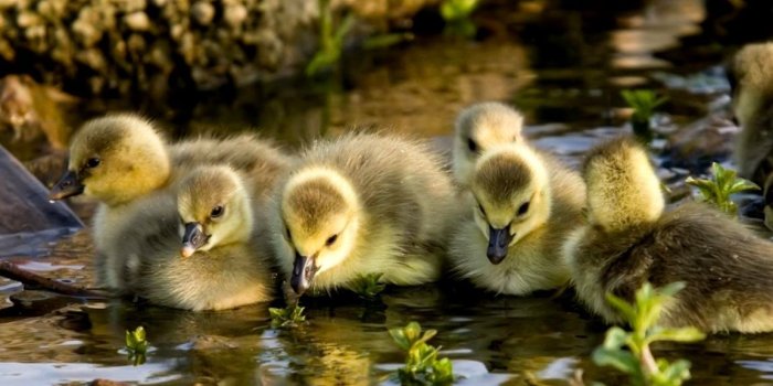 1152x752 Cute Baby Wild Animals Wallpapers