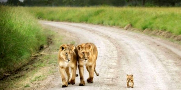 1472x1001 Cute Baby Wild Animals | Wallpapers Gallery