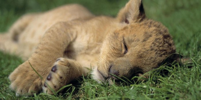 1920x1080 60+ Sleepy Animal Wallpapers - Download at WallpaperBro