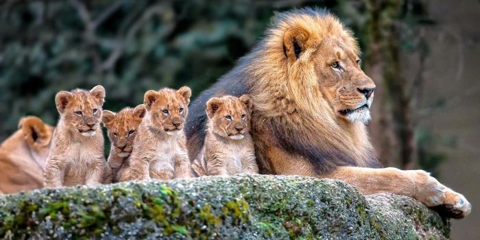 1920x1200 69+ Animal Nature Wallpapers on WallpaperPlay