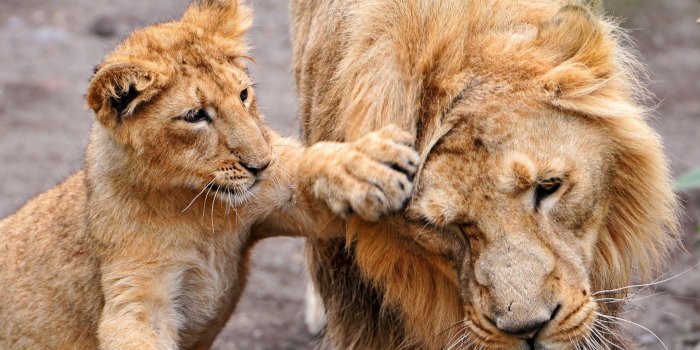 1920x1440 Download baby wild animals wallpaper [1920x1440] | 78+ Wild Animals