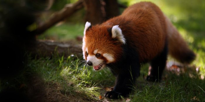 1920x1080 Cute Baby Wild Animals Wallpapers