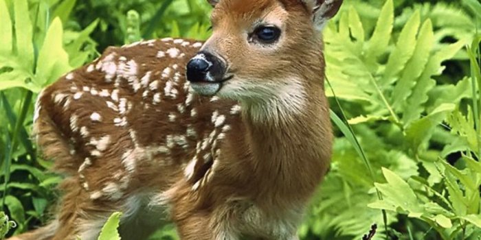 1080x1920 Wallpaper Download 1080x1920 A sweet baby deer in the grass in