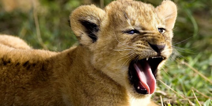 1600x900 Wild animal wallpaper, wild animal wallpapers | osabelhudosec