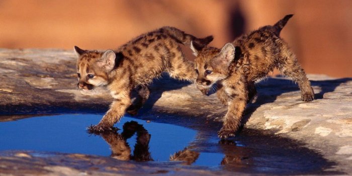 1280x800 Cute Baby Animal Wallpapers