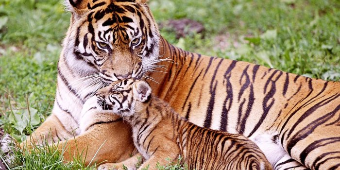 2880x1800 baby tiger | Baby Tiger Wallpaper Baby Tiger Wallpaper | Tiger