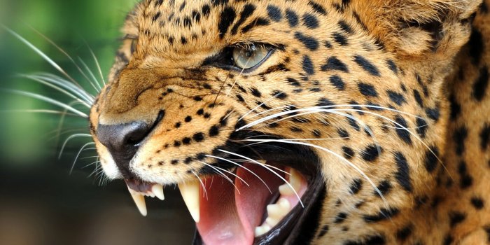 2545x1692 67+ Animal Wallpapers on WallpaperPlay