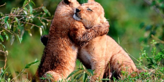 1256x714 Baby Wild Animals | Amazing Wallpapers