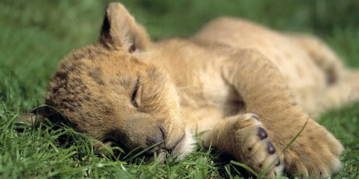 1920x1080 Cute Baby Wild Animal Wallpaper HD 2 High Resolution Wallpaper Full