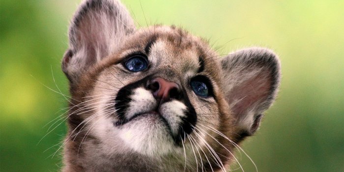 1920x1080 Baby wild anim... Baby Wild Animal Wallpaper 40 incredibly cute