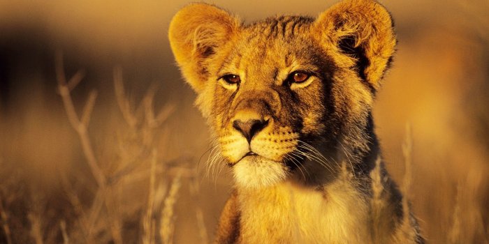 1600x900 Wild Animals Wallpapers : Details and Specifications by Wallpaper