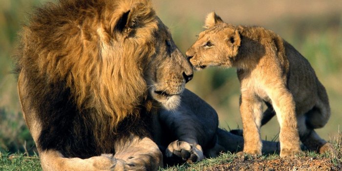 1600x1200 animals | Father And Son - Wild Animals Wallpaper (3310990) - Fanpop