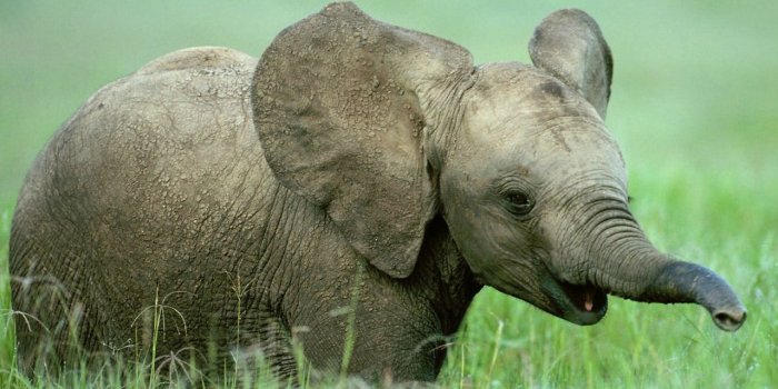 1280x1024 Cute Baby Wild Animals Wallpapers Hd Images 3 HD Wallpapers | Chainimage