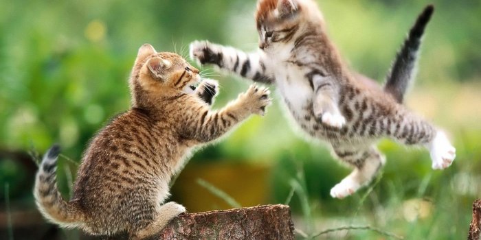 1440x900 Baby Animals wallpaper | 1440x900 | #74434